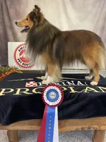 Mack Will Stay Small Champ Lin, a male Shetland Sheepdog for sale in Bloomfield, MO – Photo 3 of 10