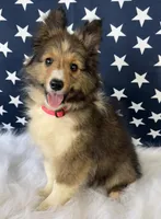 Mack Will Stay Small Champ Lin, a male Shetland Sheepdog for sale in Bloomfield, MO – Photo 9 of 10