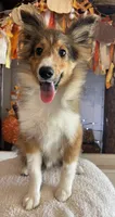 Mack Will Stay Small Champ Lin, a male Shetland Sheepdog for sale in Bloomfield, MO – Photo 6 of 10