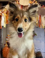 Mack Will Stay Small Champ Lin, a male Shetland Sheepdog for sale in Bloomfield, MO – Photo 2 of 10