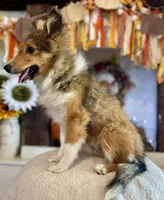 Mack Will Stay Small Champ Lin, a male Shetland Sheepdog for sale in Bloomfield, MO – Photo 5 of 10