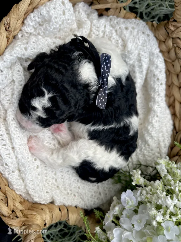 Delilah  – Miniature Aussiedoodle puppy for sale in Bloomfield, MO