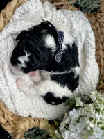 Delilah , a female Miniature Aussiedoodle for sale in Bloomfield, MO – 3 of 5