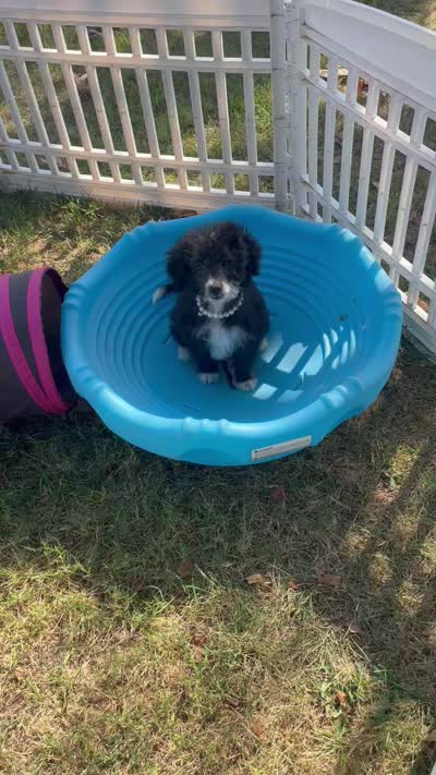 Onyx (Videos) , a female Miniature Aussiedoodle for sale in Bloomfield, MO – 2 of 10