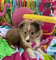 Lil Bit, a female Shetland Sheepdog for sale in Bloomfield, MO – Photo 5 of 7