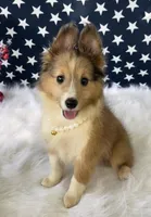 Lil Bit, a female Shetland Sheepdog for sale in Bloomfield, MO – Photo 1 of 7