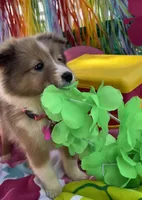 Lil Bit, a female Shetland Sheepdog for sale in Bloomfield, MO – Photo 7 of 7