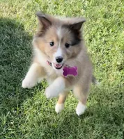Lil Bit, a female Shetland Sheepdog for sale in Bloomfield, MO – Photo 6 of 7