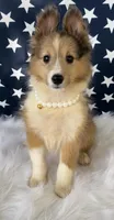 Lil Bit, a female Shetland Sheepdog for sale in Bloomfield, MO – Photo 4 of 7
