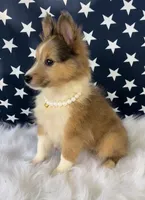 Lil Bit, a female Shetland Sheepdog for sale in Bloomfield, MO – Photo 3 of 7