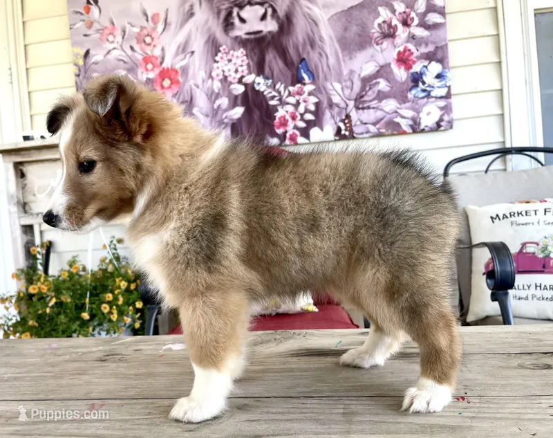 Mindy – Shetland Sheepdog puppy for sale in Bloomfield, MO