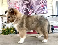 Mindy, a female Shetland Sheepdog for sale in Bloomfield, MO – 1 of 10