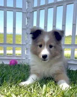 Mindy, a female Shetland Sheepdog for sale in Bloomfield, MO – 2 of 10