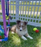 Mindy, a female Shetland Sheepdog for sale in Bloomfield, MO – 4 of 10