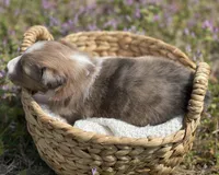 Mindy, a female Shetland Sheepdog for sale in Bloomfield, MO – Photo 3 of 7