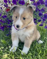 Mindy, a female Shetland Sheepdog for sale in Bloomfield, MO – 6 of 10