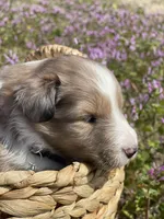 Mindy, a female Shetland Sheepdog for sale in Bloomfield, MO – Photo 2 of 7