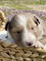 Mindy, a female Shetland Sheepdog for sale in Bloomfield, MO – Photo 1 of 7