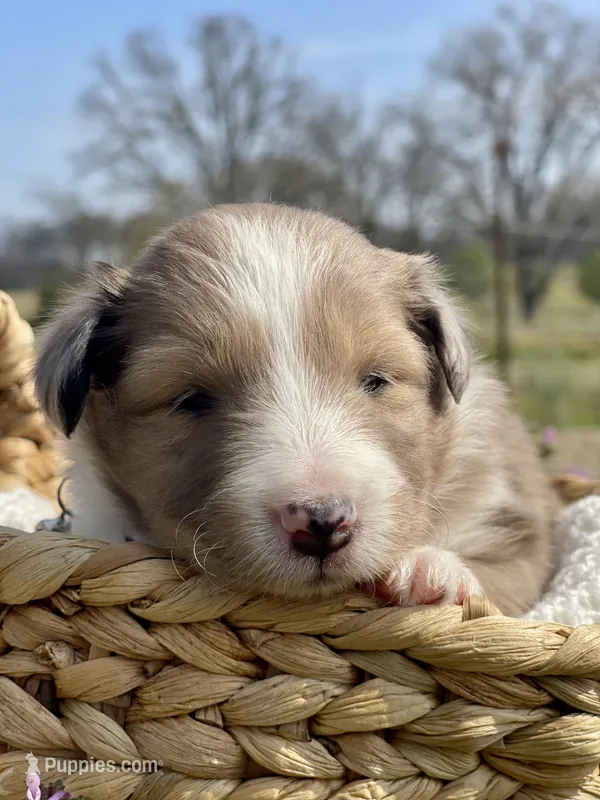 Mindy – Shetland Sheepdog puppy for sale in Bloomfield, MO