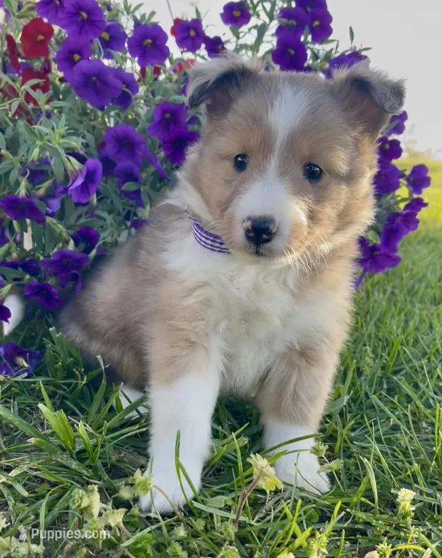 Mindy – Shetland Sheepdog puppy for sale in Bloomfield, MO