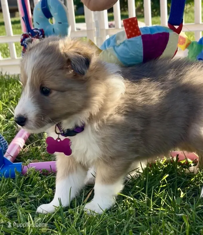Mindy – Shetland Sheepdog puppy for sale in Bloomfield, MO