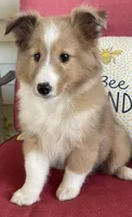 Mindy, a female Shetland Sheepdog for sale in Bloomfield, MO – 3 of 10