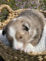 Mindy, a female Shetland Sheepdog for sale in Bloomfield, MO – Photo 5 of 7