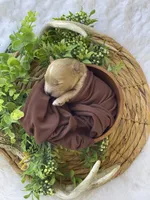 F1bb Mini Parker , a male Goldendoodle and Miniature Goldendoodle for sale in Bloomfield, MO – 2 of 7