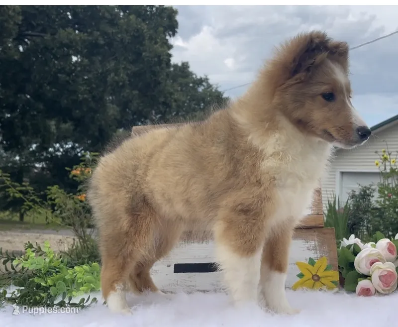 Mindy – Shetland Sheepdog puppy for sale in Bloomfield, MO