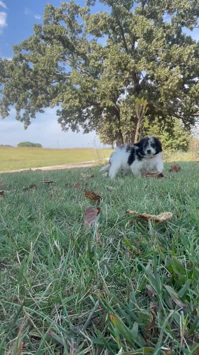 Ansley Video, a female Miniature Aussiedoodle for sale in Bloomfield, MO – 2 of 10