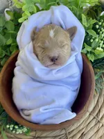 F1bb Mini Dexter, a male Goldendoodle and Miniature Goldendoodle for sale in Bloomfield, MO – 1 of 7