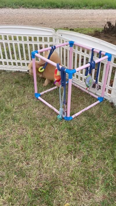 F1bb Mini Carter, a male Goldendoodle and Miniature Goldendoodle for sale in Bloomfield, MO – 2 of 10