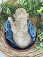 F1bb Mini Trey, a male Goldendoodle and Miniature Goldendoodle for sale in Bloomfield, MO – 3 of 5