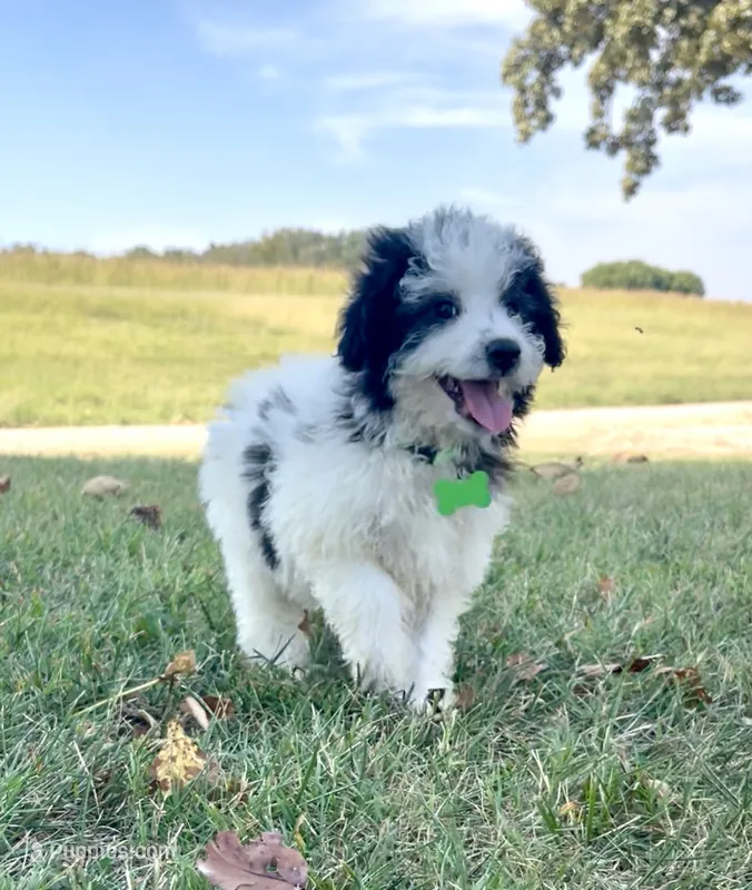 Jasper Videos – Miniature Aussiedoodle puppy for sale in Bloomfield, MO