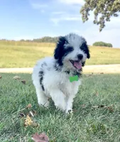 Jasper Videos, a male Miniature Aussiedoodle for sale in Bloomfield, MO – 1 of 10