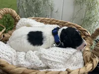 Jet, a male Miniature Aussiedoodle for sale in Bloomfield, MO – 6 of 6