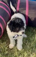 Jet (videos), a male Miniature Aussiedoodle for sale in Bloomfield, MO – 4 of 10