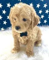F1bb Mini Oliver , a male Goldendoodle and Miniature Goldendoodle for sale in Bloomfield, MO – 3 of 10