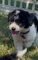 Tulsa (videos) , a female Miniature Aussiedoodle for sale in Bloomfield, MO – 7 of 10