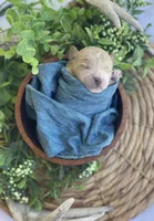 F1bb Mini Trey, a male Goldendoodle and Miniature Goldendoodle for sale in Bloomfield, MO – 2 of 5