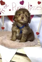Mini Jase ( Video), a male Miniature Aussiedoodle for sale in Bloomfield, MO – Photo 4 of 10