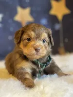 Mini Jase ( Video), a male Miniature Aussiedoodle for sale in Bloomfield, MO – Photo 2 of 10