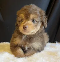Mini Jase ( Video), a male Miniature Aussiedoodle for sale in Bloomfield, MO – Photo 5 of 10