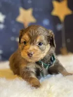 Mini Jase ( Video), a male Miniature Aussiedoodle for sale in Bloomfield, MO – Photo 7 of 10