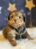 Mini Jase ( Video), a male Miniature Aussiedoodle for sale in Bloomfield, MO – Photo 10 of 10