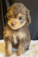 Mini Jase ( Video), a male Miniature Aussiedoodle for sale in Bloomfield, MO – Photo 6 of 10