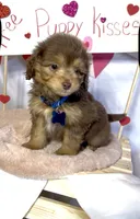Mini Jase ( Video), a male Miniature Aussiedoodle for sale in Bloomfield, MO – Photo 3 of 10