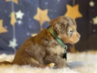 Mini Jase ( Video), a male Miniature Aussiedoodle for sale in Bloomfield, MO – Photo 9 of 10