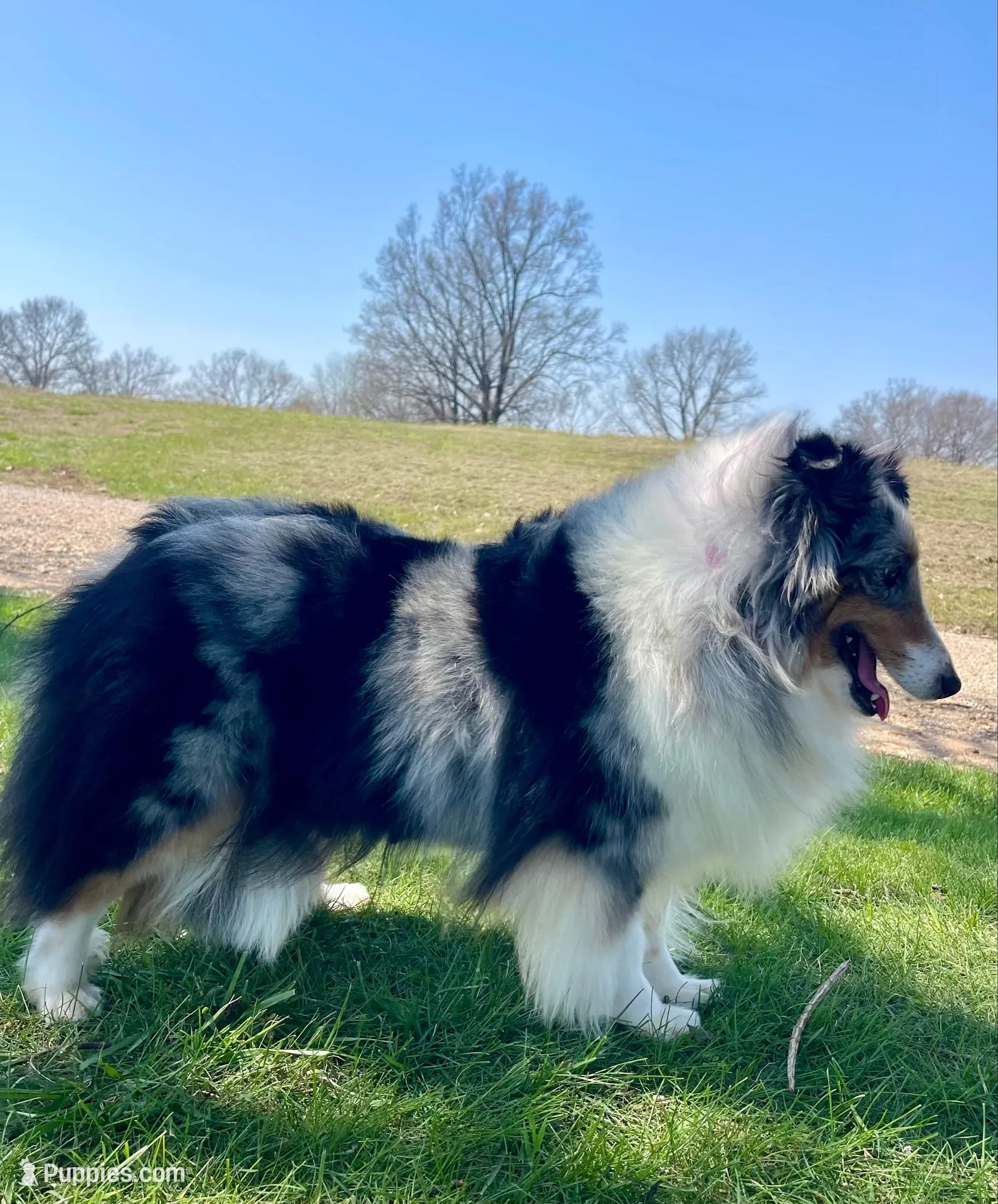 Rosie , a female Shetland Sheepdog for sale in Bloomfield, MO – Photo 6 of 7