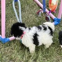 Ansley Video, a female Miniature Aussiedoodle for sale in Bloomfield, MO – 5 of 10